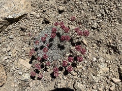 Eriogonum ovalifolium