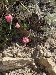 Eriogonum ovalifolium