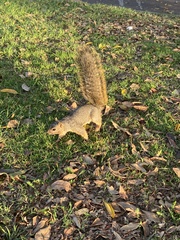 Sciurus niger