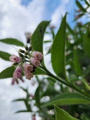 Symphytum officinale
