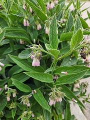 Symphytum officinale