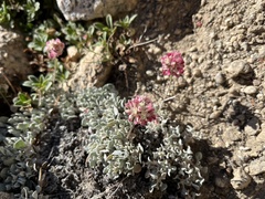 Eriogonum ovalifolium