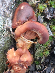 Armillaria gallica