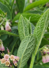 Symphytum officinale