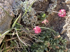Eriogonum ovalifolium