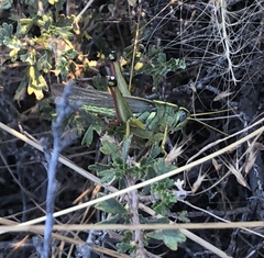 Schistocerca lineata