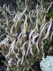 Cladonia cornuta