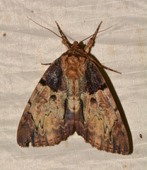 Catocala nebulosa