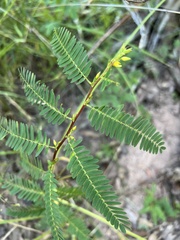 Chamaecrista nictitans