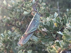 Schistocerca lineata