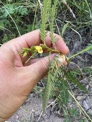 Chamaecrista nictitans