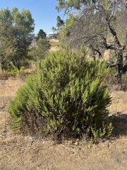 Baccharis pilularis