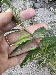 Chamaecrista nictitans