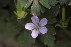 Geranium nepalense