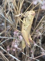 Melanoplus packardii