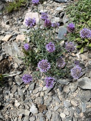 Monardella odoratissima