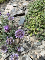 Monardella odoratissima