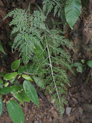 Asplenium ritoense