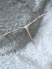 Emmelina monodactyla