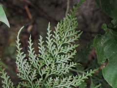 Asplenium ritoense