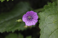 Geranium wallichianum