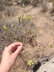 Cordylanthus rigidus