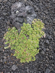 Saxifraga bronchialis