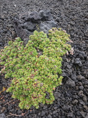 Saxifraga bronchialis