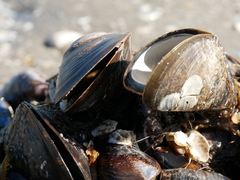 Mytilus edulis