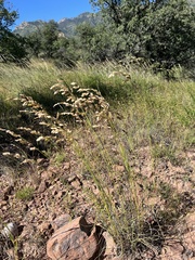 Eragrostis superba