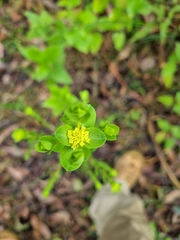 Pimelea flava