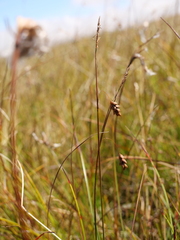 Carex limosa