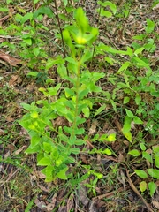 Pimelea flava