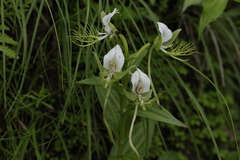 Habenaria intermedia