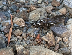 Coelichneumon