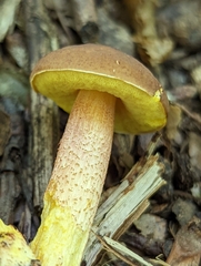 Hemileccinum rubropunctum