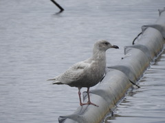 Larus glaucescens × hyperboreus