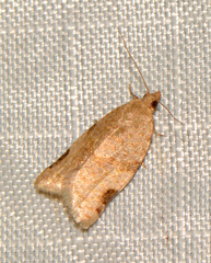 Clepsis virescana