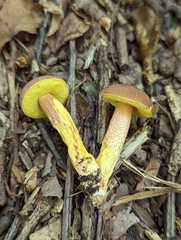 Hemileccinum rubropunctum