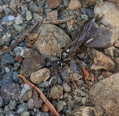Coelichneumon