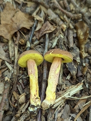 Hemileccinum rubropunctum