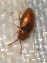 Cryptophagidae