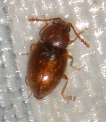 Cryptophagidae