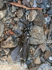 Coelichneumon