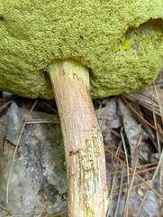 Hemileccinum rubropunctum