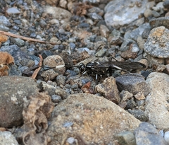 Coelichneumon