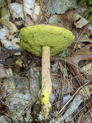 Hemileccinum rubropunctum