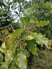 Pittosporum eugenioides