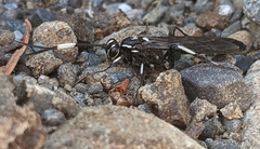 Coelichneumon