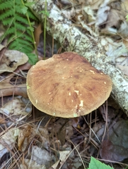 Hemileccinum rubropunctum